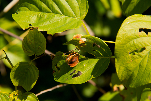 Gouania tiliifolia — photo
