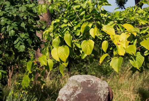Gouania tiliifolia — photo