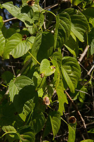 Gouania tiliifolia