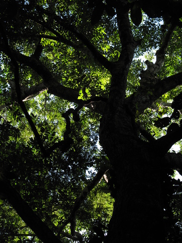 Goupiaceae