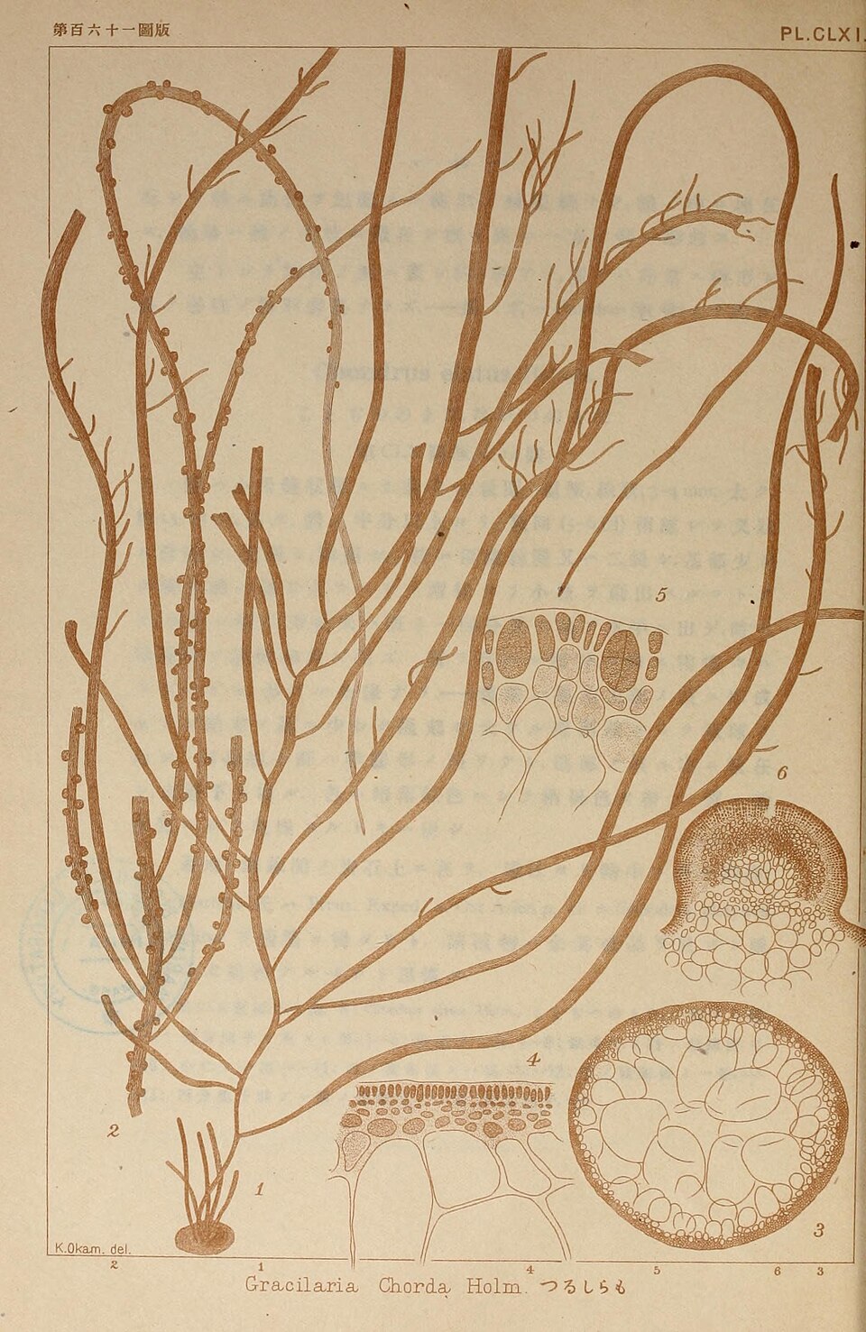 Gracilaria chorda