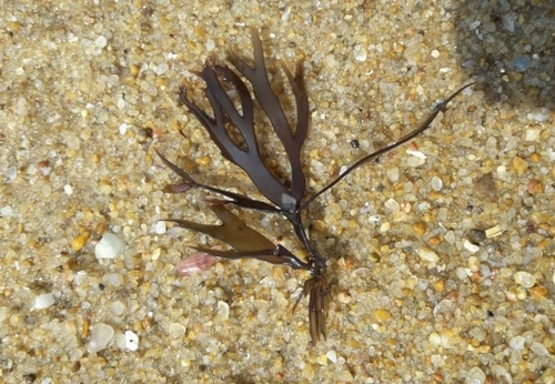 Gracilaria corticata — photo