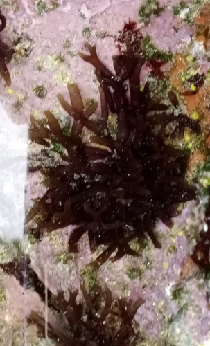 Graciliariaceae
