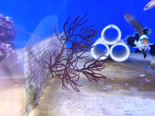 Gracilaria parvispora