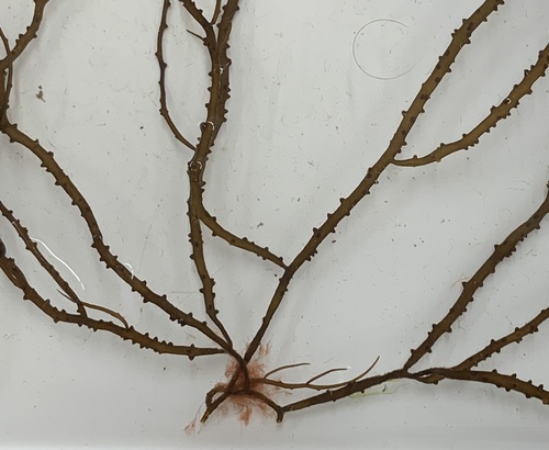 Gracilaria tikvahiae (Ogo nori) — photo