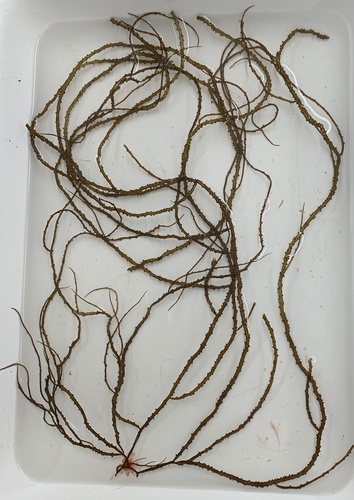 Gracilaria tikvahiae (Ogo nori) — photo