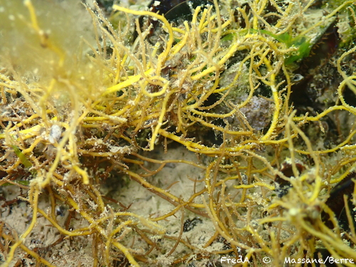 Gracilaria vermiculophylla — photo