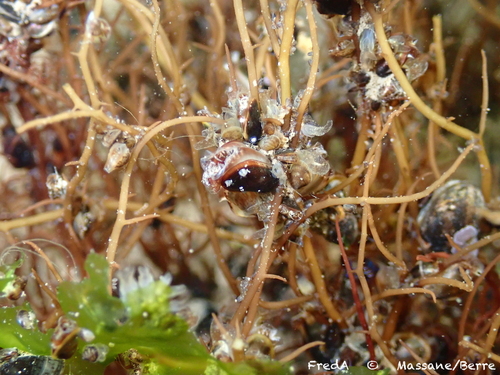 Gracilaria vermiculophylla — photo