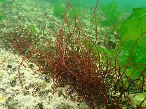 Gracilaria verrucosa (Sea hair) — photo