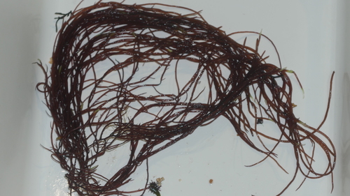 Gracilaria verrucosa (Sea hair) — photo