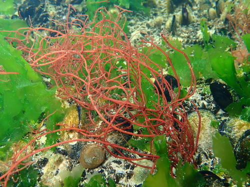 Gracilaria verrucosa