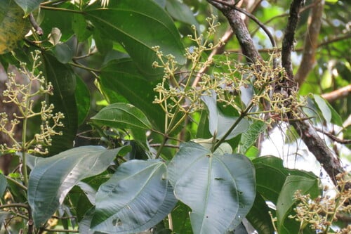 Graffenrieda galeottii (Galeotti gaffenridea) — photo