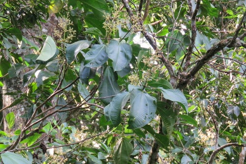 Graffenrieda galeottii (Galeotti gaffenridea) — photo