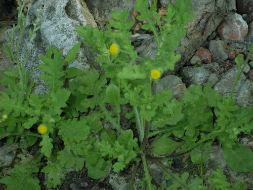 Grangea maderaspatana (Madras carpet) — photo