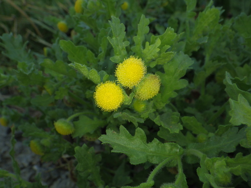 Grangea maderaspatana (Madras carpet) — photo