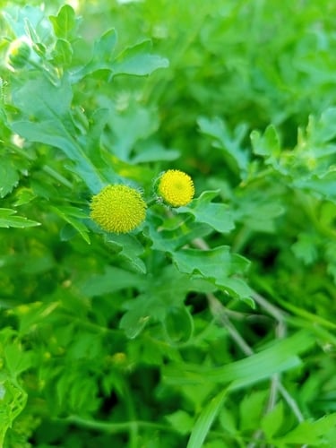Grangea maderaspatana