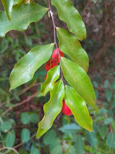 Grangeria porosa — photo