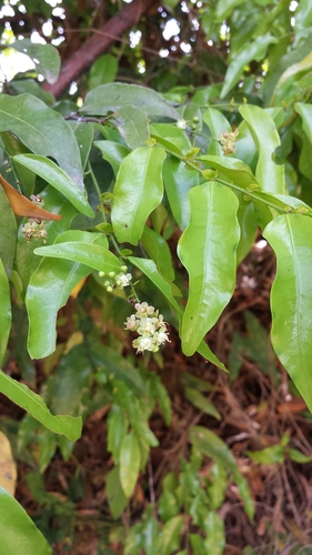 Grangeria porosa