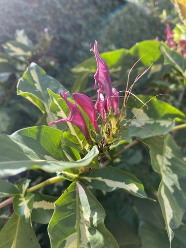 Graptophyllum pictum (Caricature Plant) — photo