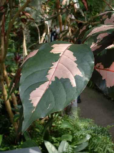 Graptophyllum pictum (Caricature Plant) — photo