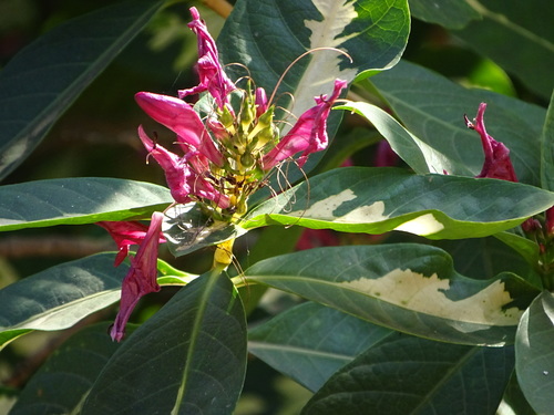 Graptophyllum pictum