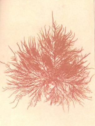 Halymeniaceae