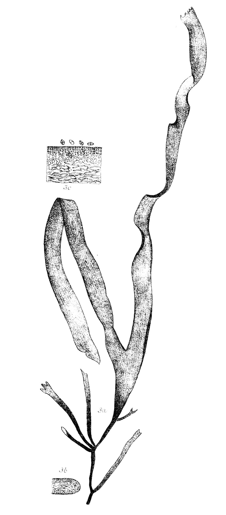 Grateloupia livida
