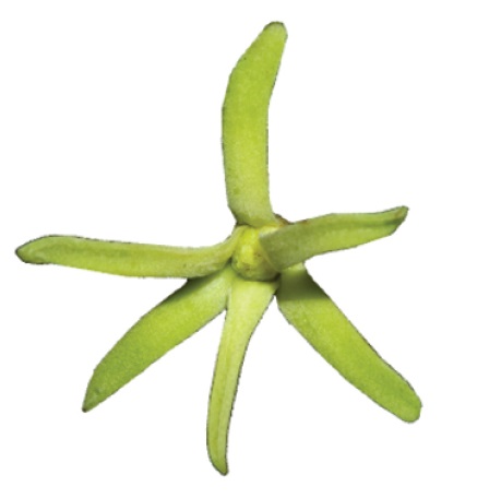 Greenwayodendron suaveolens — photo