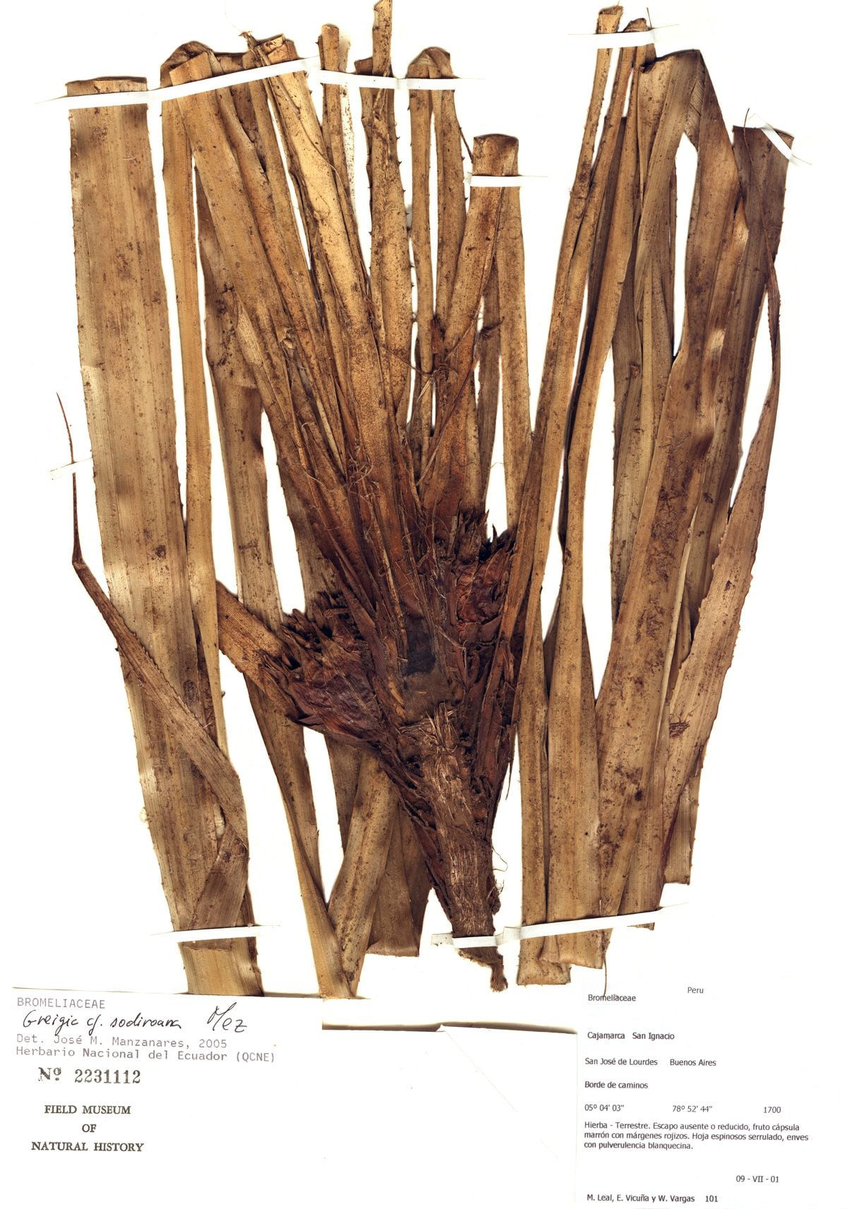 Greigia sodiroana (Pinuela) — photo