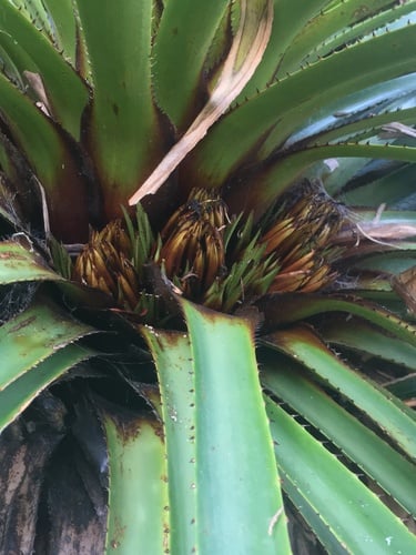 Greigia sphacelata