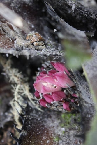 Greigia vulcanica