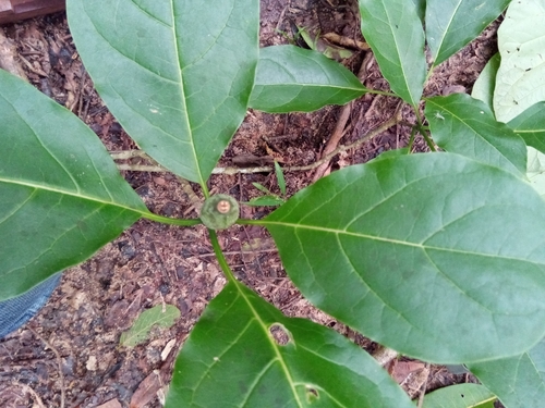Grevea madagascariensis — photo