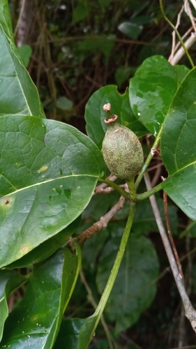 Montiniaceae