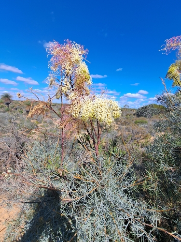 Grevillea annulifera (Prickly Plume Grevillea) — photo