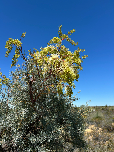 Grevillea annulifera (Prickly Plume Grevillea) — photo