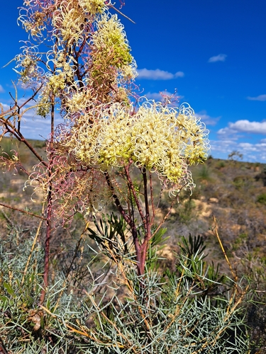Grevillea annulifera