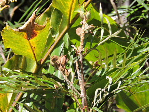 Grevillea banksii (Red Silky Oak) — photo