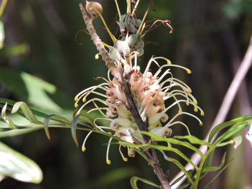 Grevillea banksii (Red Silky Oak) — photo