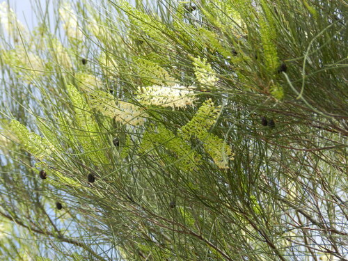 Grevillea berryana