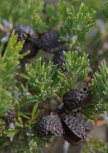 Grevillea crithmifolia — photo
