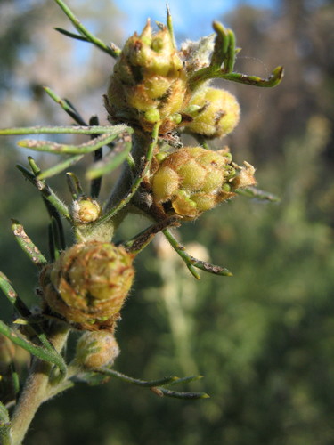 Grevillea crithmifolia — photo
