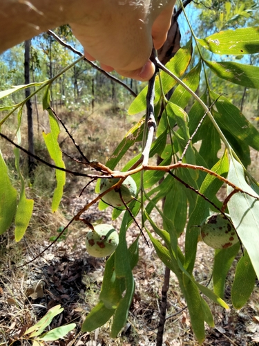 Grevillea decurrens (Andjengerrer) — photo