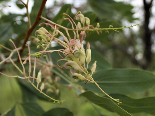 Grevillea decurrens