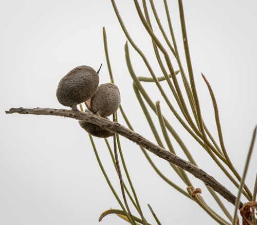 Grevillea eriostachya (Honey Grevillea) — photo