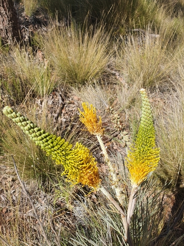 Grevillea eriostachya (Honey Grevillea) — photo