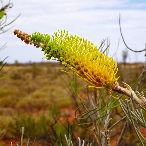 Grevillea eriostachya