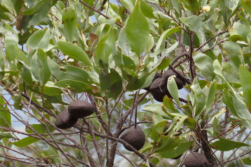Grevillea glauca (Bushmans' clothes-peg) — photo