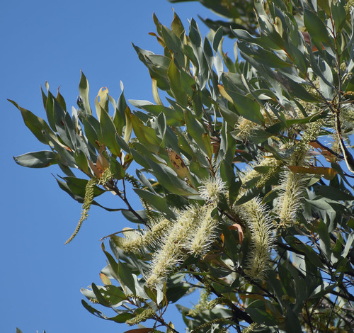 Grevillea glauca