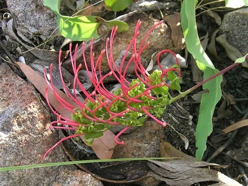 Grevillea goodii subsp. goodii (Good's Grevillea) — photo