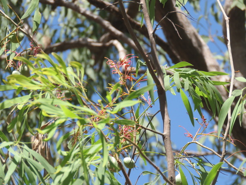 Grevillea heliosperma (Rock Grevillea) — photo